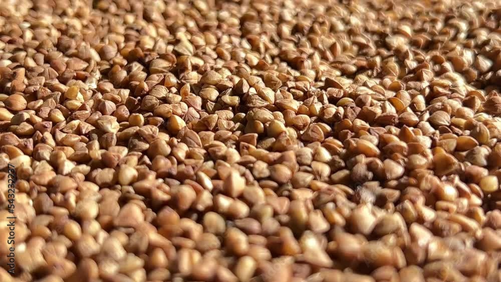 Natural fresh buckwheat groats. Close up. Dolly shot. Natural fresh buckwheat groats. Close up. Dolly shot.