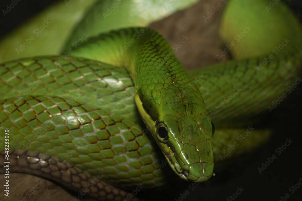 close up Green snake on tree in thailand close up Green snake on tree in thailand