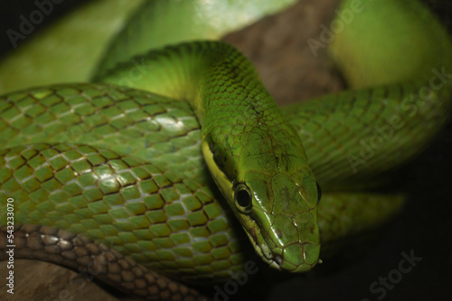 close up Green snake on tree in thailand