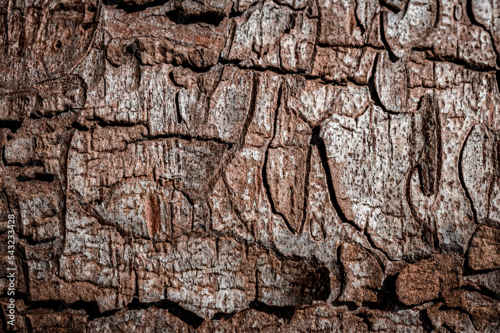 Ecorce de bois Ecorce de bois