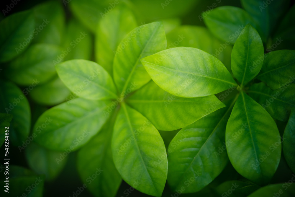 Beautiful green leaf in sunlight Beautiful green leaf in sunlight