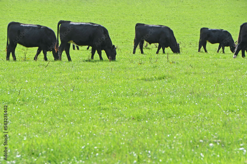 A small herd of black Angus cows grazing in a lush green field A small herd of black Angus cows grazing in a lush green field