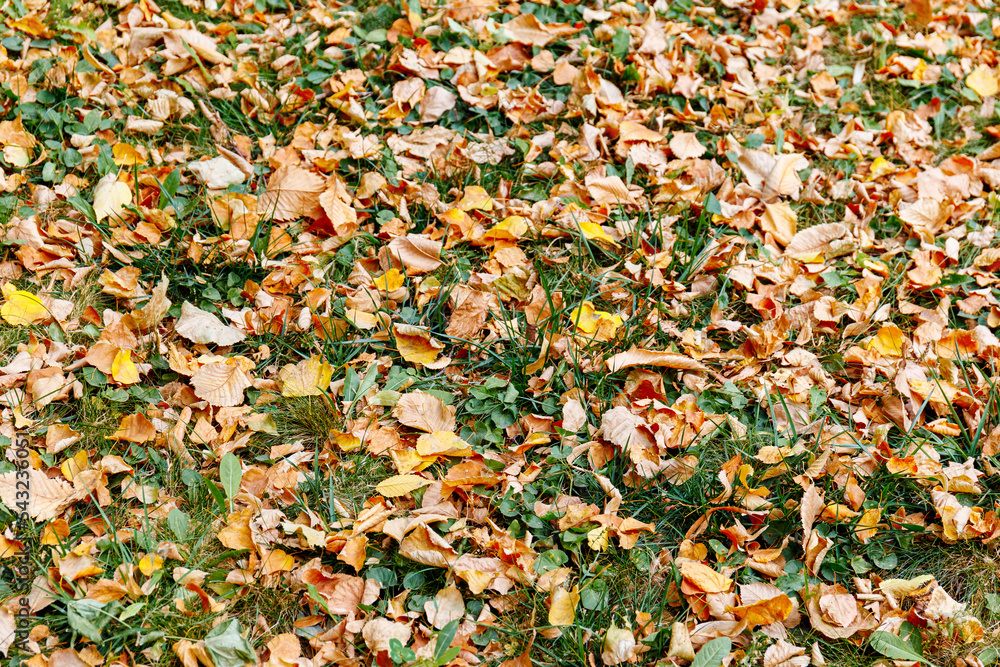 Natural background pattern with autumn foliage and grass in park Natural background pattern with autumn foliage and grass in park