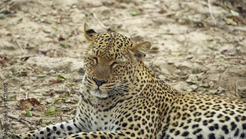 Incredible close-up of a beautiful wild leopard resting after hunting in the real African savannah.  