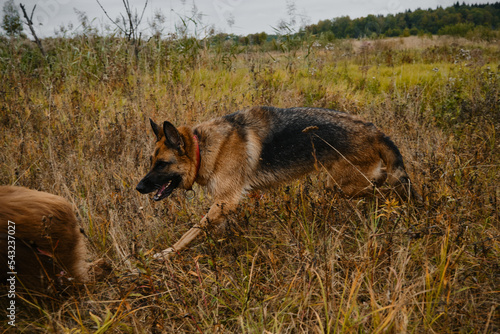 Dogs playing catch up. Side view. No people. Black red German Shepherd runs in autumn field without leash and tries to catch brown Australian Shepherd. © Ekaterina