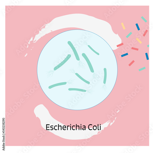2 Bacteria Theme Escherichia Coli