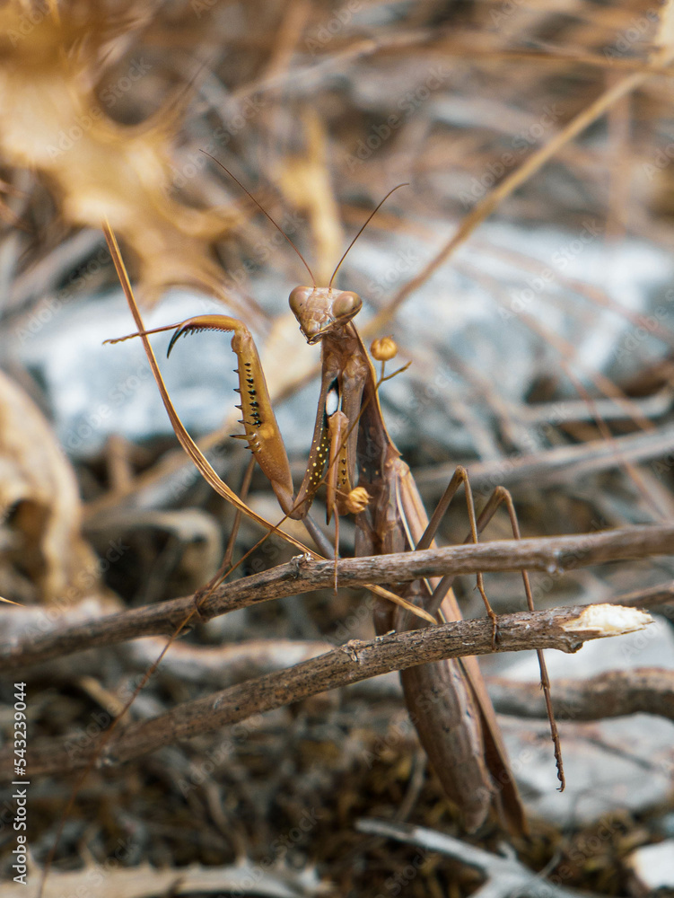 closeup of huge mantis 