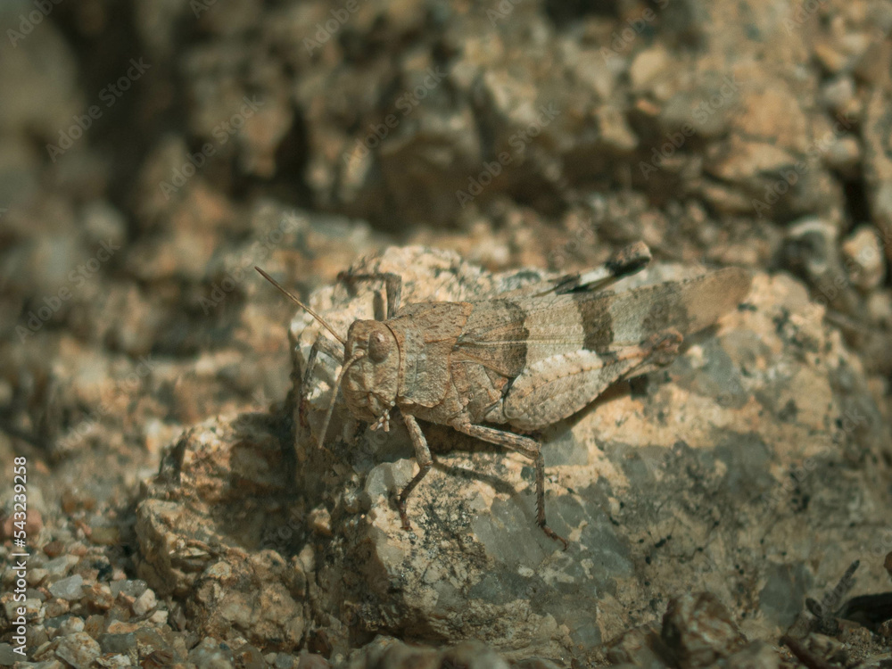camouflaged grasshopper hiding on stone closeup camouflaged grasshopper hiding on stone closeup