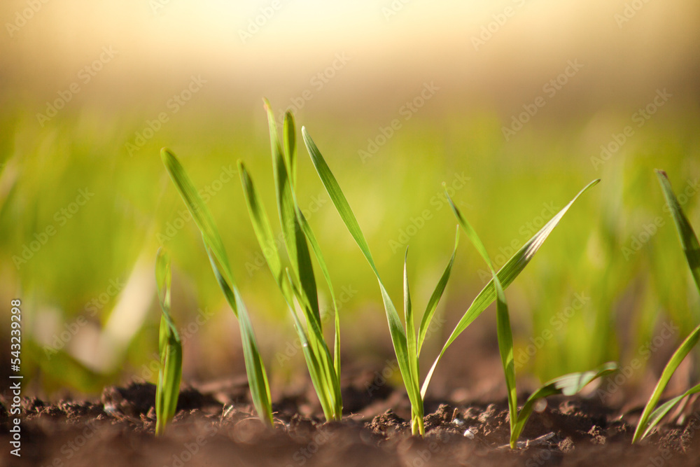 Sprouts of young barley or wheat that have just sprouted in the soil, dawn over a field with crops. Sprouts of young barley or wheat that have just sprouted in the soil, dawn over a field with crops.