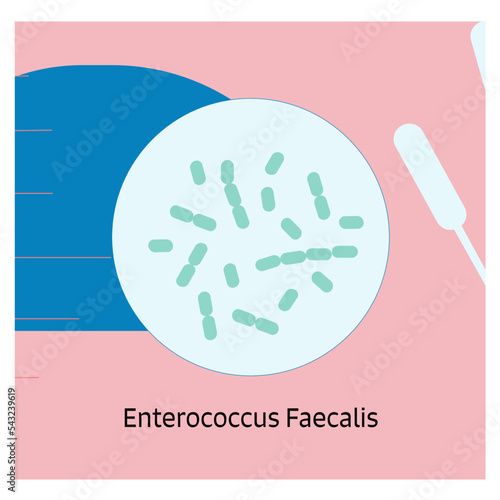 4 Bacteria Theme enterococcus Faecalis photo