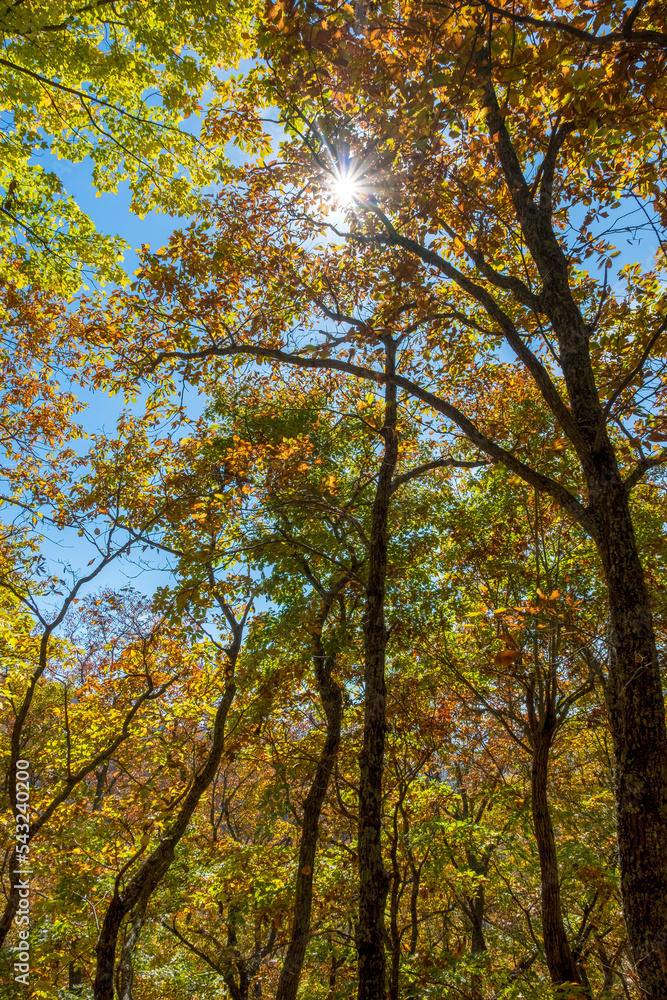 Rattlesnake Lodge Trail, Smoky Mountains, North Carolina Rattlesnake Lodge Trail, Smoky Mountains, North Carolina