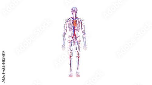 human blood vessels with heart anatomy 3d illustration