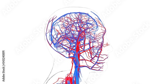 human blood vessels with heart anatomy 3d illustration