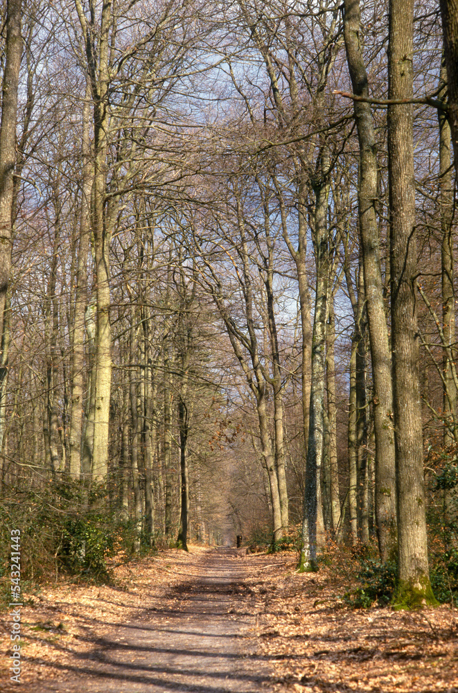 Forêt de Fontainebleau, Région Ile De France, Seine Et Marne, 77, France Forêt de Fontainebleau, Région Ile De France, Seine Et Marne, 77, France