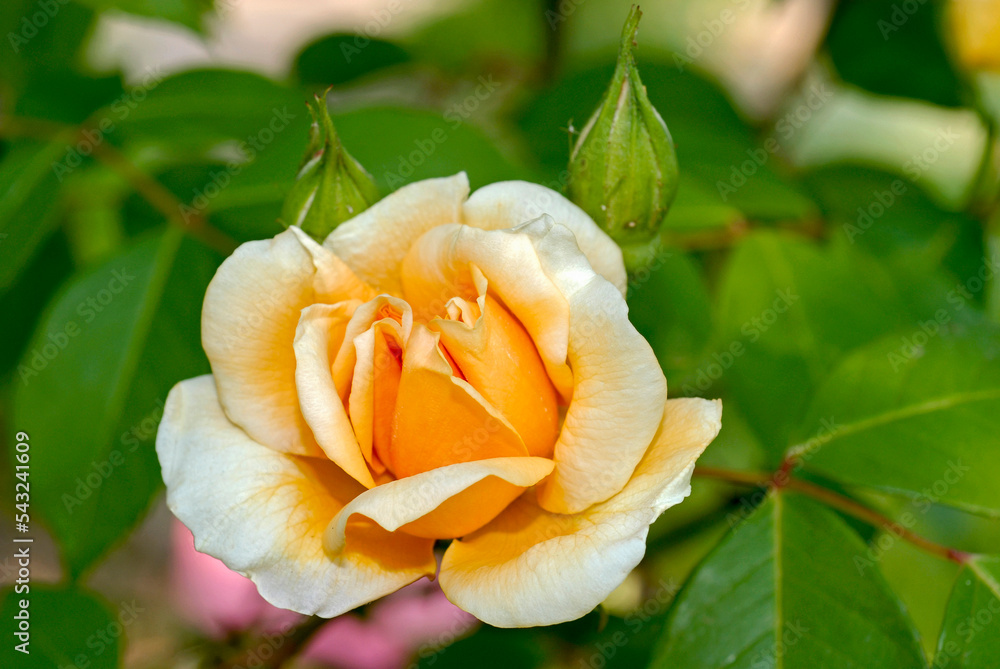 Rose, Rosa x 'William Allen Richardson' Rose, Rosa x 'William Allen Richardson'