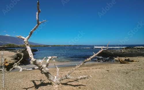 Otarie, Paletuvier, Punta Espinosa, Ile Fernandina, Archipel des Galapagos, Equateur photo