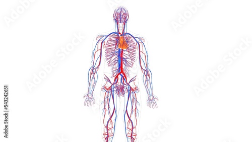 human blood vessels with heart anatomy 3d illustration
