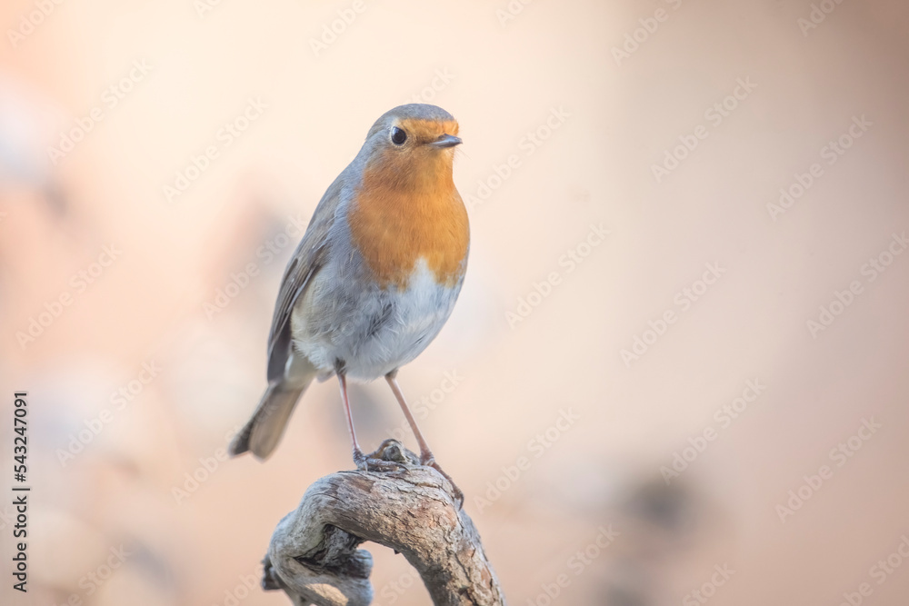 An adorable robin (Erithacus rubecula) stands atop a branch in the sunset light with a pleasant golden bokeh in the background. Italy, Piedmont. - cute animal -