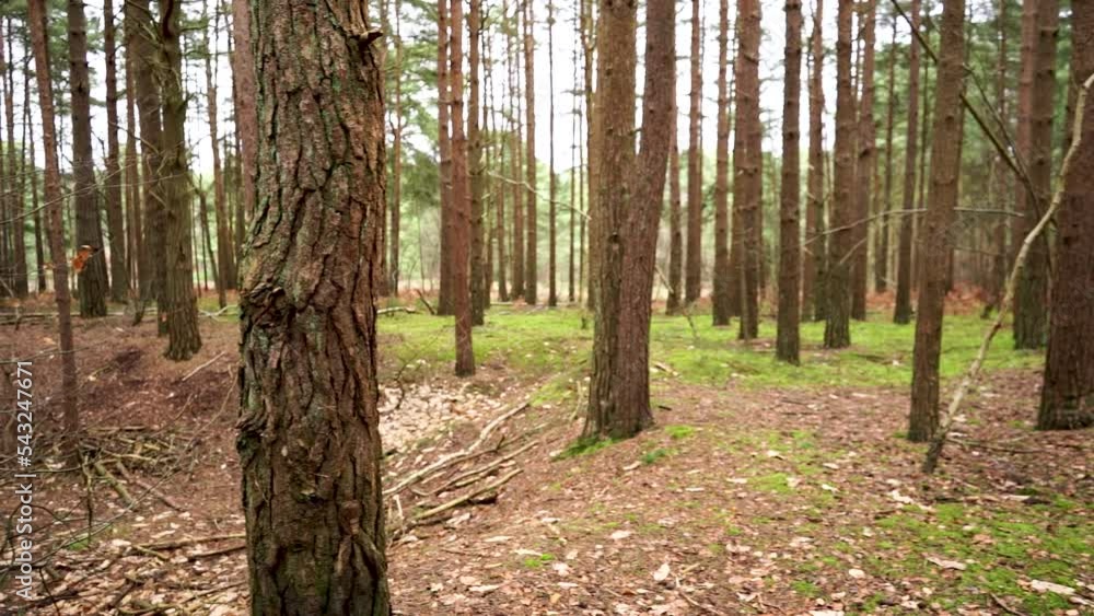 Slow panning in a pine tree forest Slow panning in a pine tree forest