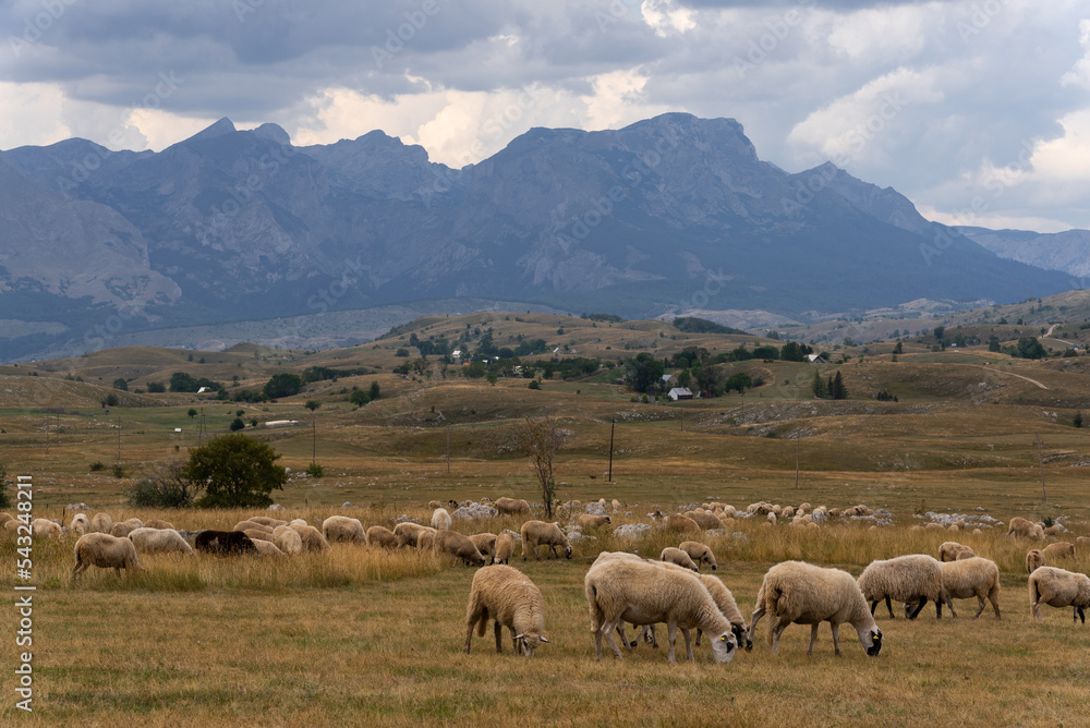 Obraz premium Durmitor national park in Montenegro. Amaizing mountains full of vegetation and animals with stunning views to the local countryside. Near Zabljak is highest peaks of this park. Beautiful landscape.