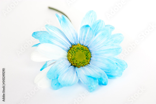 Blue flower of chamomile