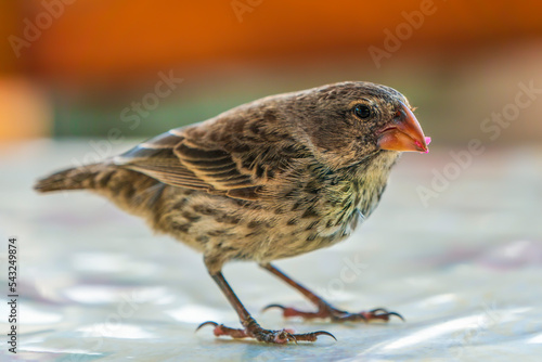 Fototapet Darwin's finches