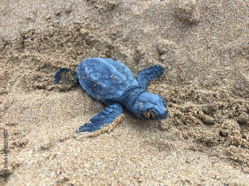 Closeup shot of a small loggerhead sea turtle hatchling in the sandy beach and crawling to sea