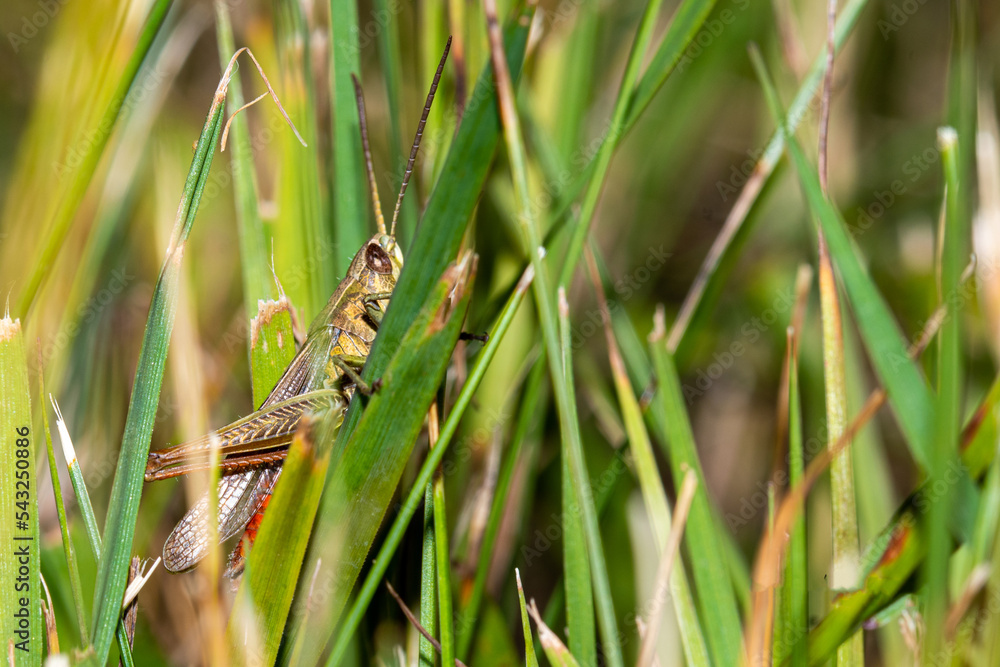frog on the grass frog on the grass