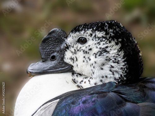 Ducks at WWT Castle Espie Wetland Centre, African comb duck photo