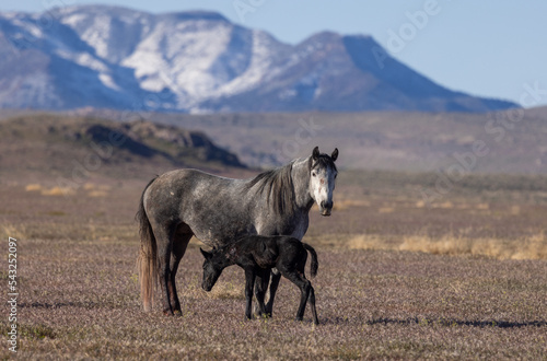 Wild Horse Mare and Foal in the Utah Desert in Spring © natureguy