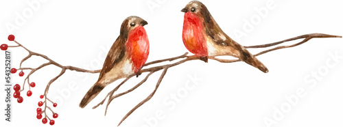 Photo pair of bullfinches on a twig with berries, imitation watercolor, on a transpare