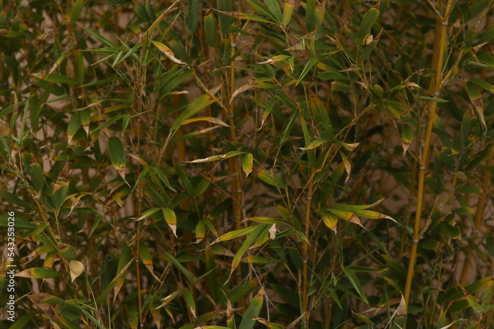 Fototapeta premium green grass in a field