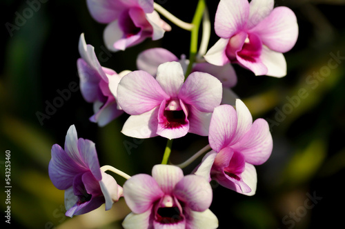 pink orchid   pink and red orchid flower or Orchidaceae