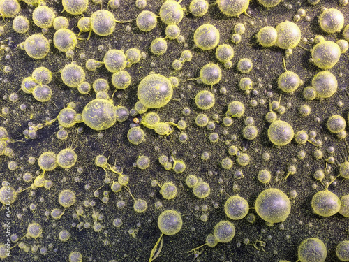 Algae grows in eutrophic water photo