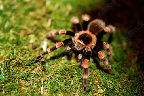 A Tarantula walks over moss. photo