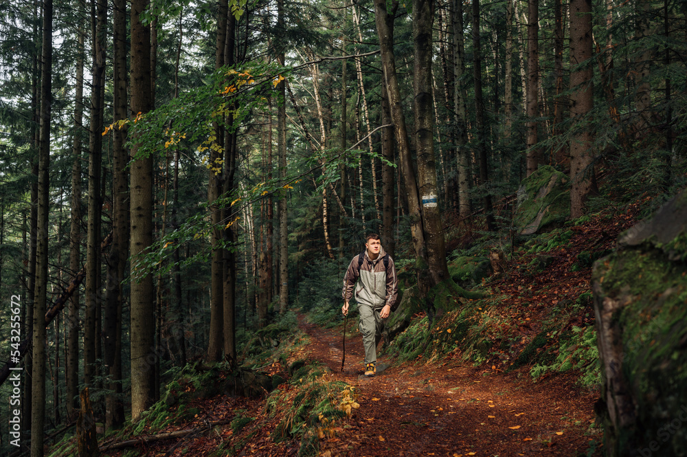 Obraz premium Male tourist is hiking alone in the mountains with a stick in his hands, walking along a path in the forest and looking away with a serious face. Active recreation in the mountains.