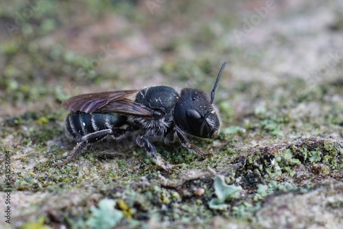 Closeup on a small dark female Bule mason bee, Osmia caerulescens photo