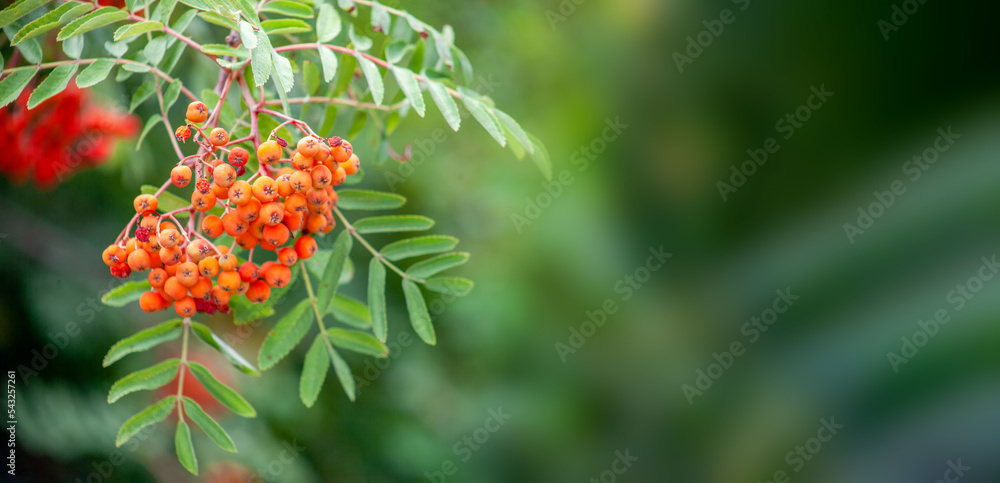 Red ripening rowanberries in late summer, shallow depth of field, bokeh background Red ripening rowanberries in late summer, shallow depth of field, bokeh background