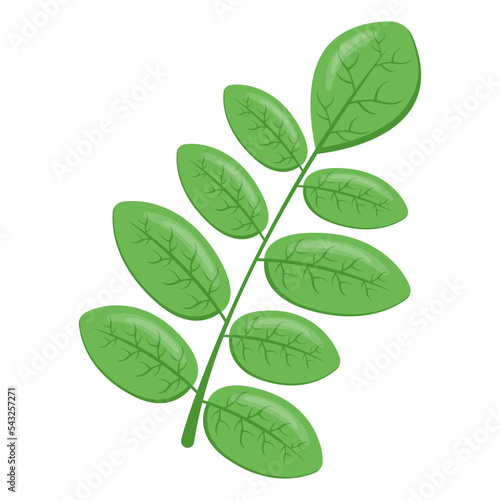 Icon of spinach leaf flat design 