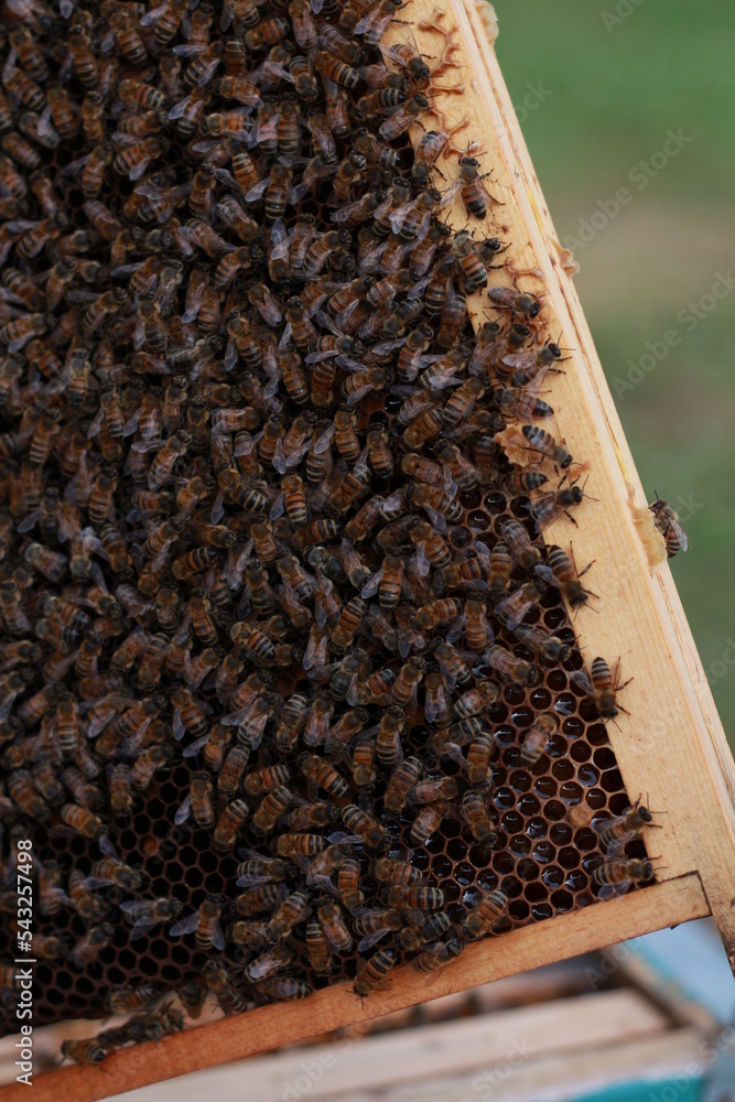 Waxy sheet of a hive with hundreds of bees. Beekeeping, honey. Waxy sheet of a hive with hundreds of bees. Beekeeping, honey.