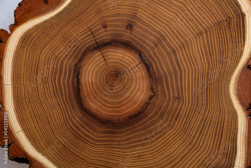 The wood slices natural texture