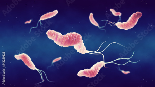 Helicobacter Pylori is a gastrointestinal bacterium that can affect the stomach lining and cause ulcers or even cancer. Gastrointestinal bacteria and gut flora composition photo