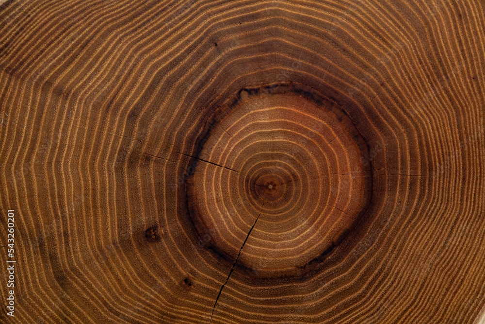 The wood slices natural texture - obrazy, fototapety, plakaty 