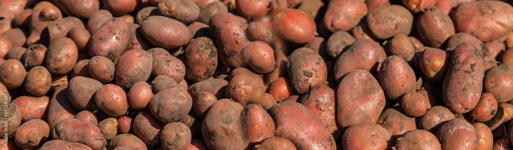 Harvest potatoes in the garden. Selective focus. Harvest potatoes in the garden. Selective focus.