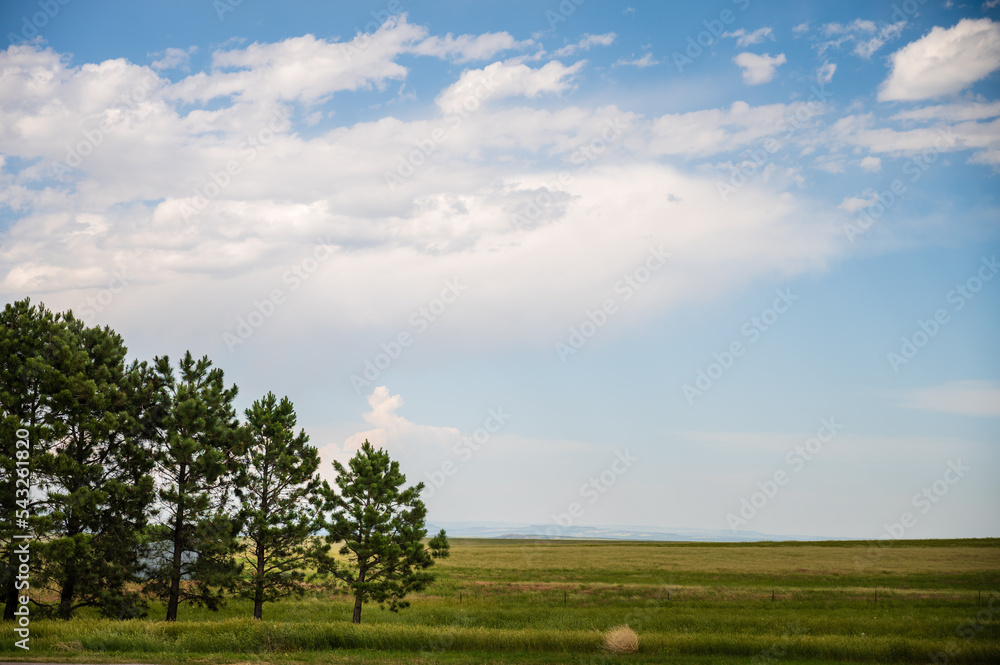 trees and tumbleweed on grass