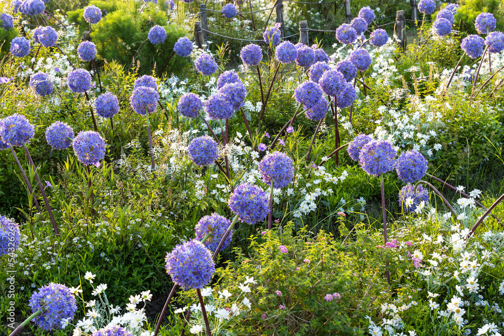 Ταπετσαρία Allium giganteum flower heads giant onion Allium, The flowers bloom in the early summer morning, Field full of pink alliums, Beautiful purple allium flowers in bloom