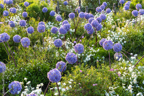 Allium giganteum flower heads giant onion Allium, The flowers bloom in the early summer morning, Field full of pink alliums, Beautiful purple allium flowers in bloom. photo