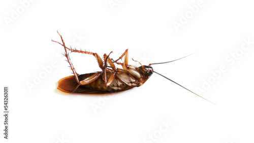 Cockroach isolated on a white background (top view),Dead cockroachs © rawintanpin