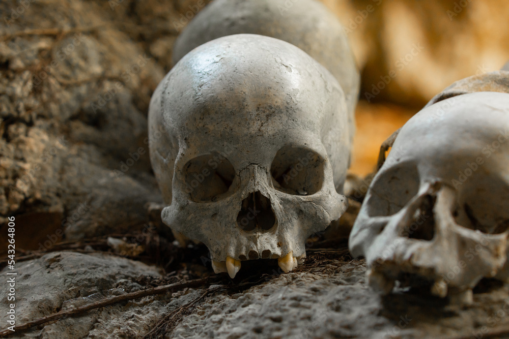 Skull of a dead person at the burial site and tomb, inside a cave, Tana Toraja, Tampang Allo, Sulawesi, Indonesia Skull of a dead person at the burial site and tomb, inside a cave, Tana Toraja, Tampang Allo, Sulawesi, Indonesia