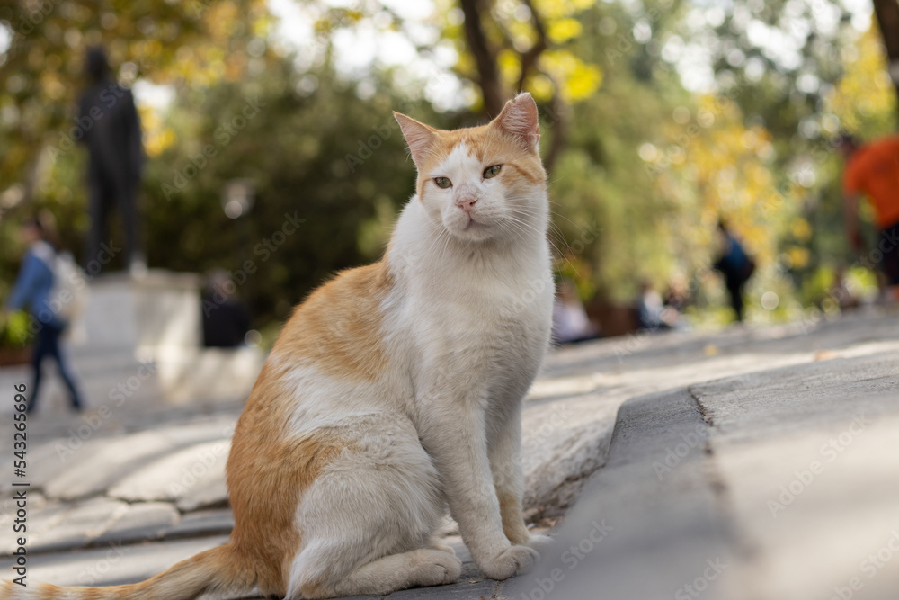 Homeless animals concept.Beautiful adult cat standing on the street. Homeless animals concept.Beautiful adult cat standing on the street.